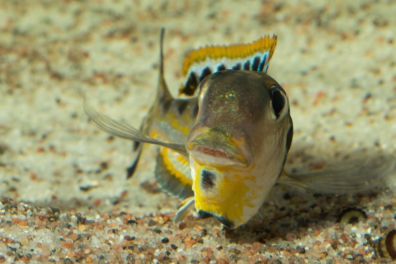 Xenotilapia singularis 'Ikola'